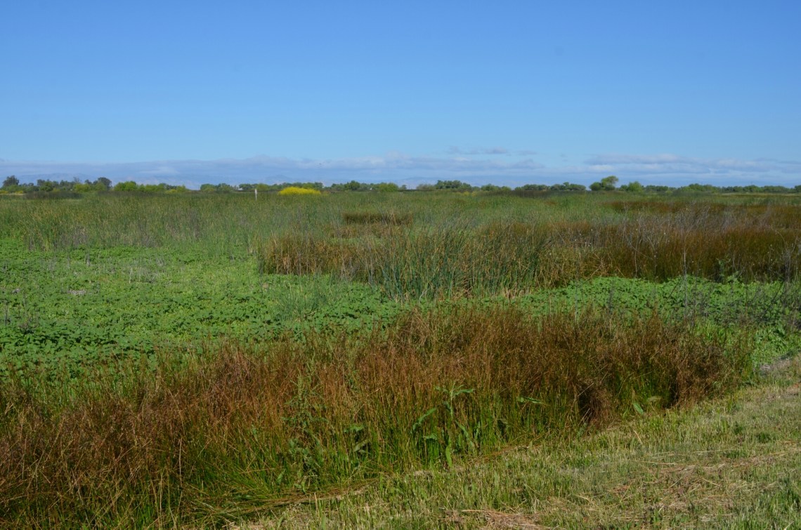 wp-1462050252553 image