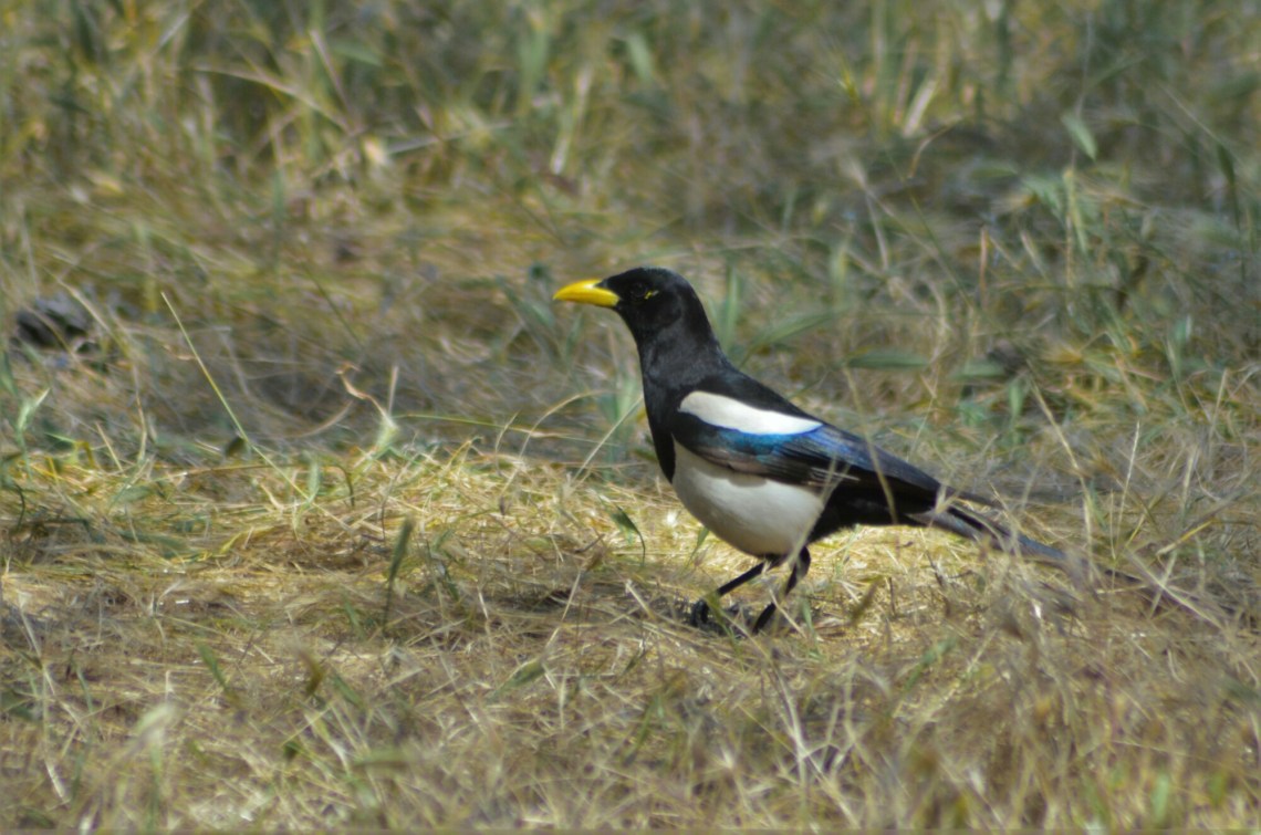 wp-1462050345100 image