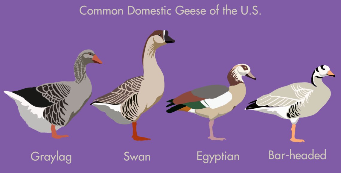 Domestic_Geese