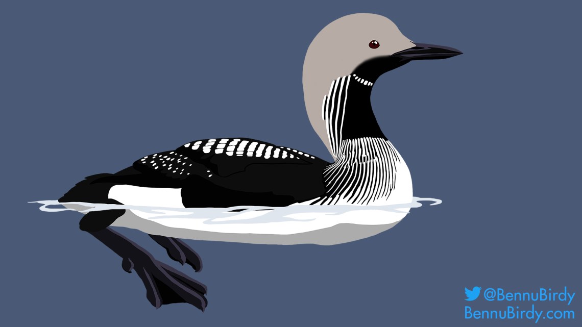 arctic_loon.jpg