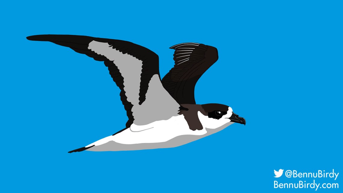 black_capped_petrel