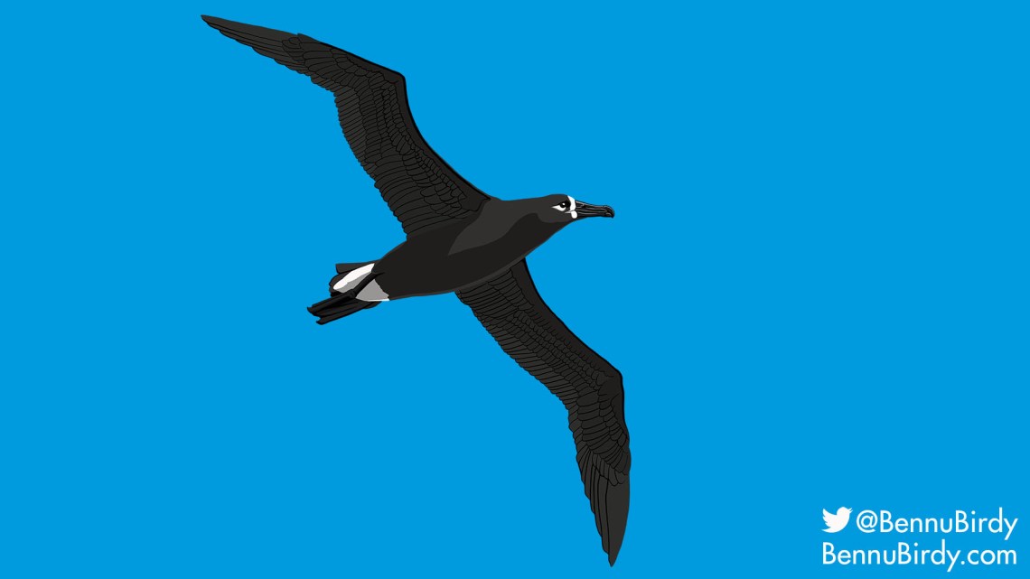 black_footed_albatross