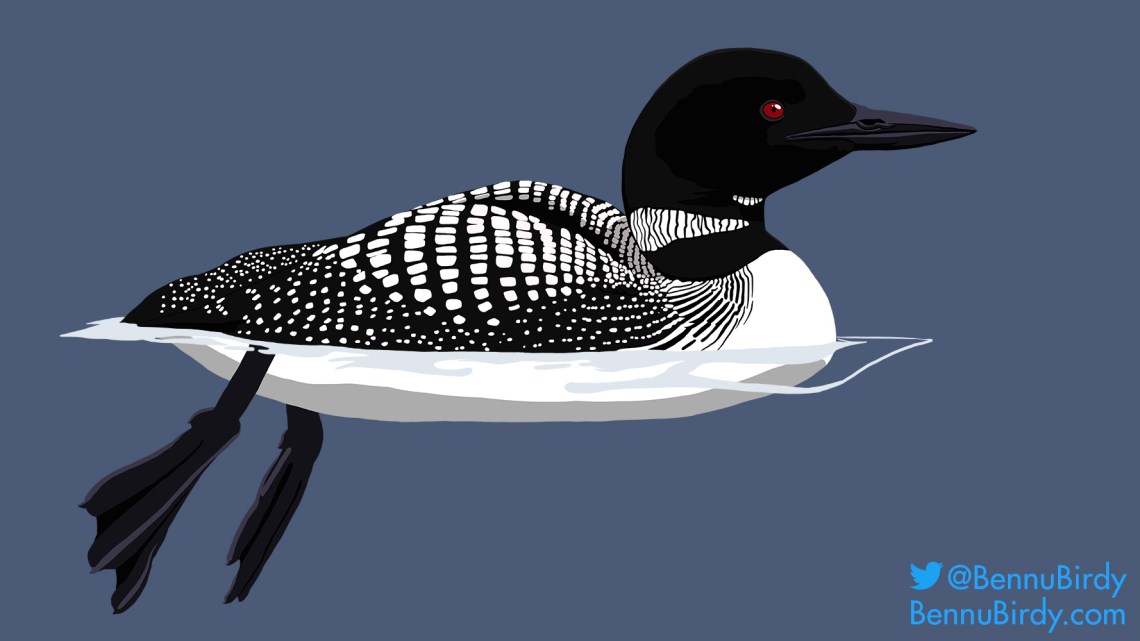 common_loon