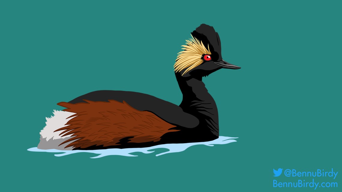 eared_grebe