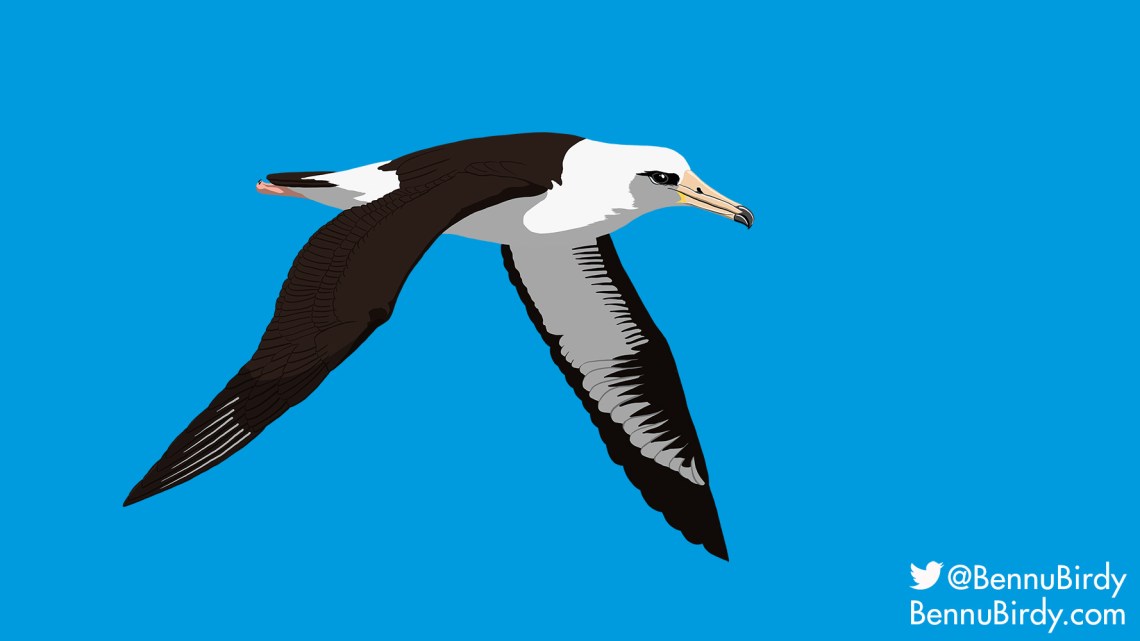 laysan_albatross