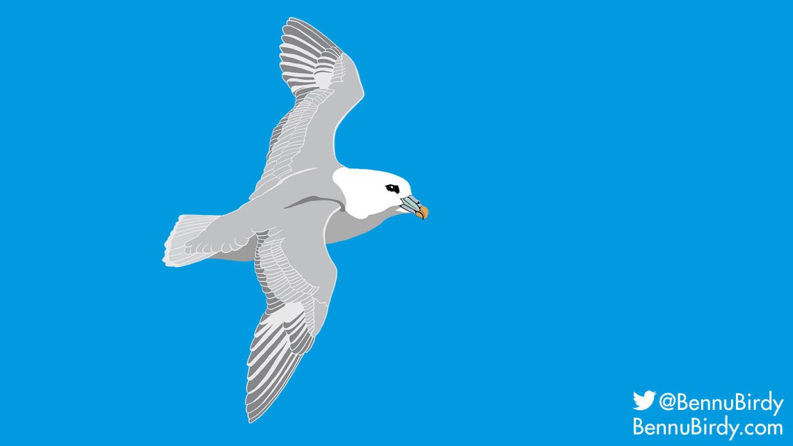 northern_fulmar