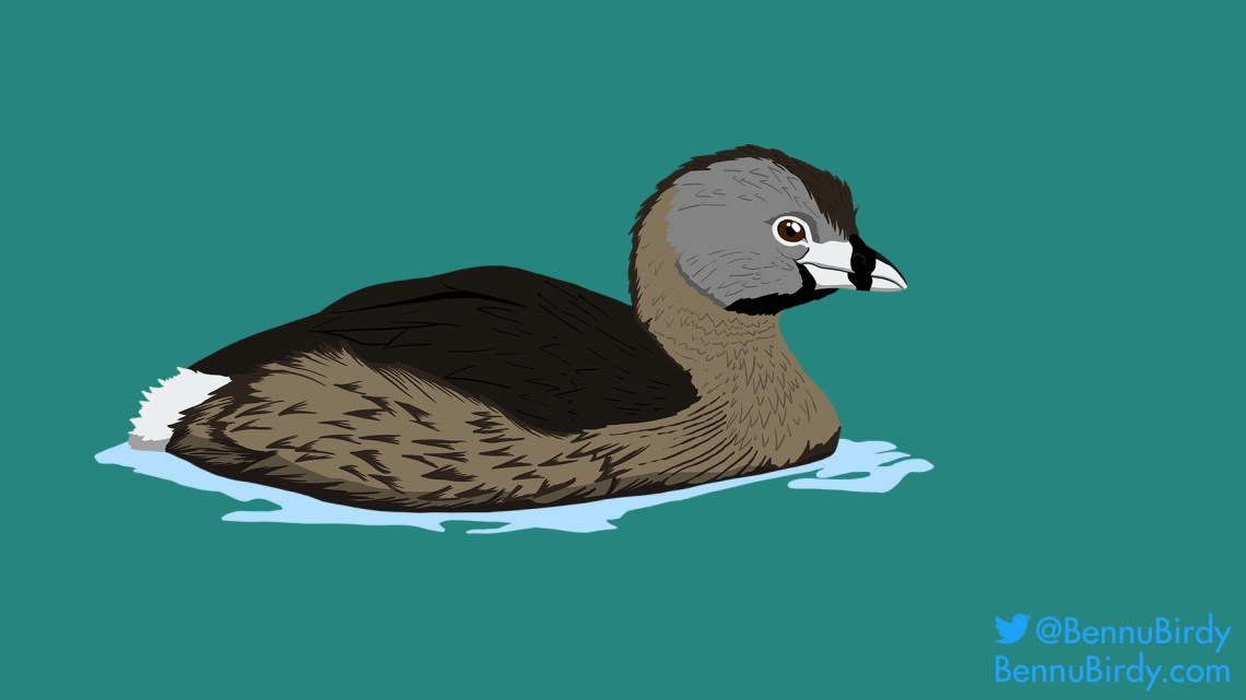 pied_billed_grebe