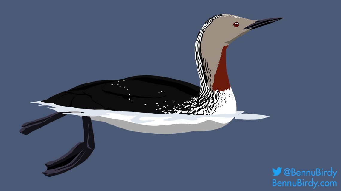 red_throated_loon