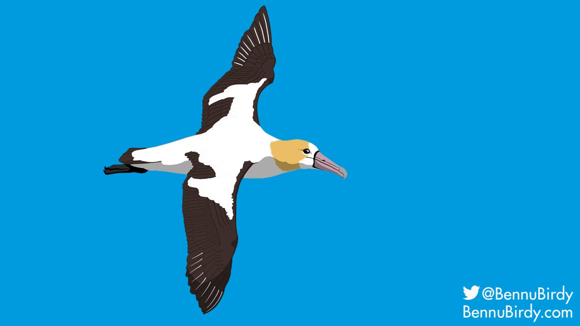 short_tailed_albatross