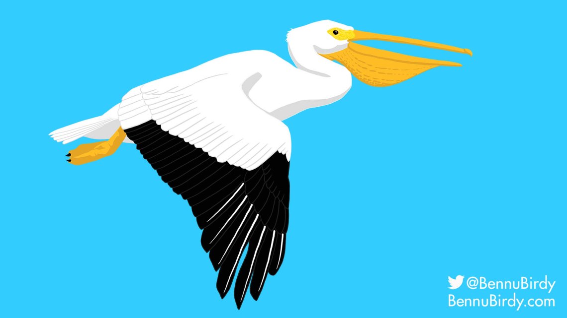 american_white_pelican