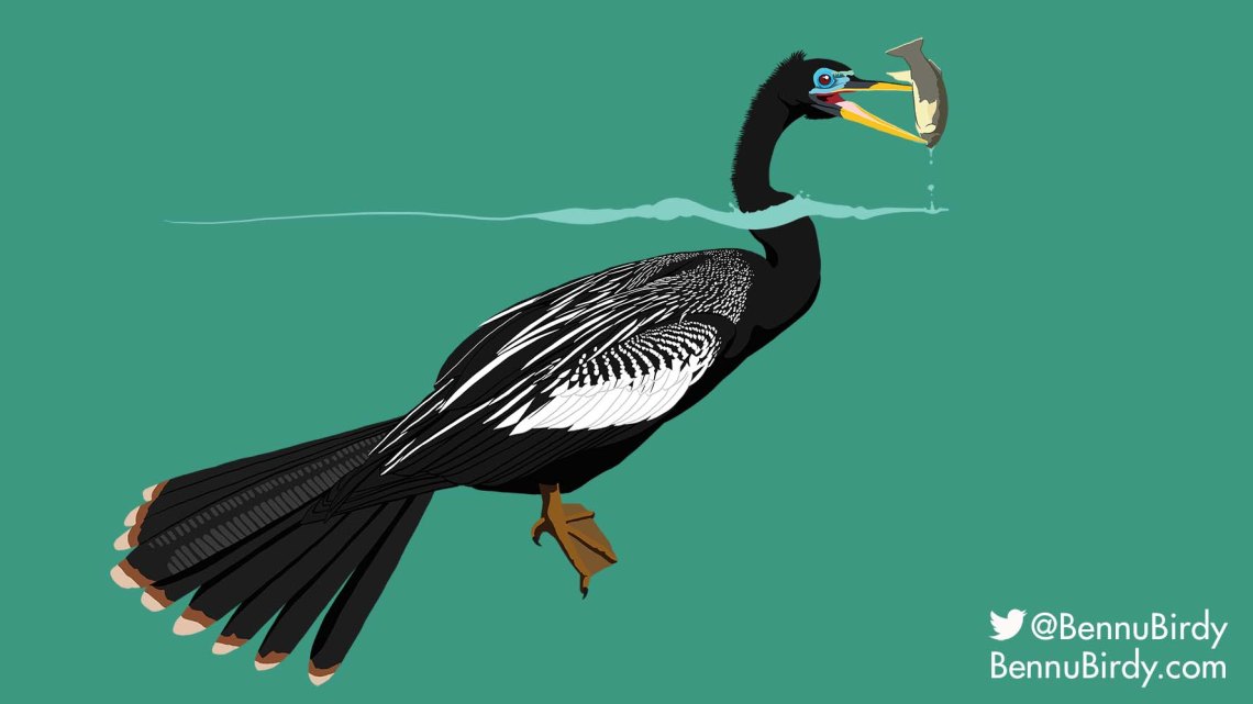 anhinga