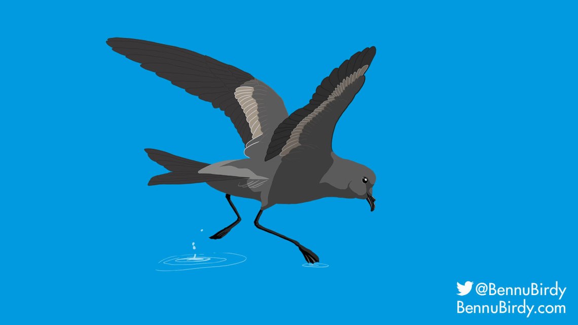 ashy_storm_petrel