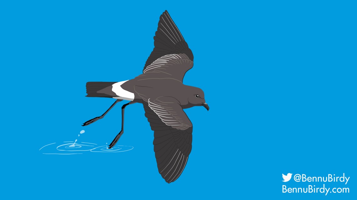 band_rumped_storm_petrel