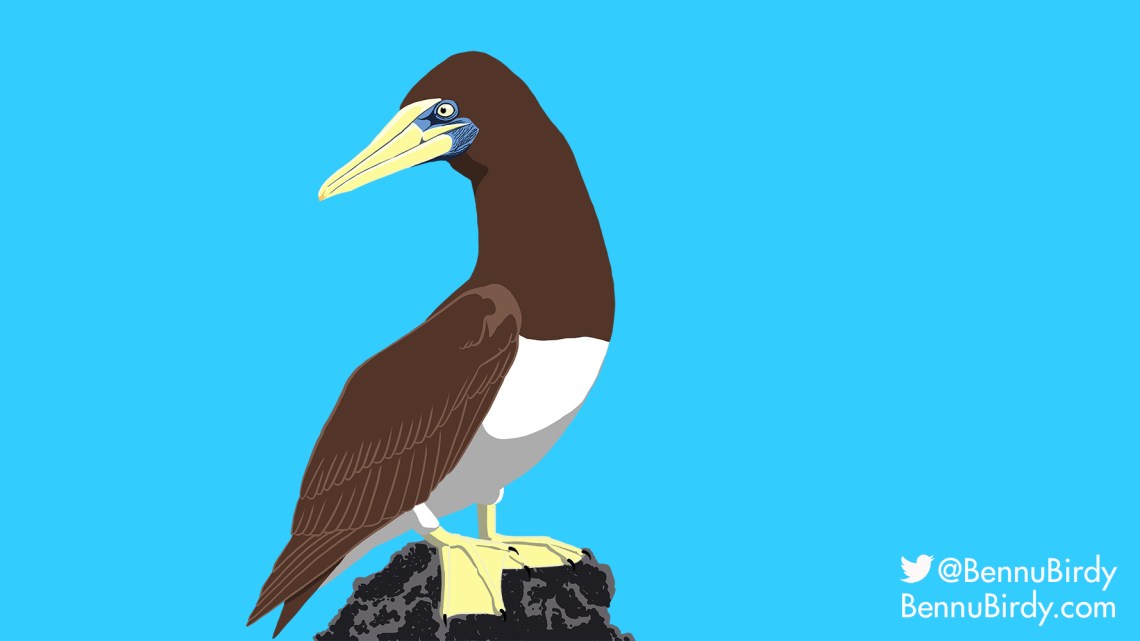 brown_booby