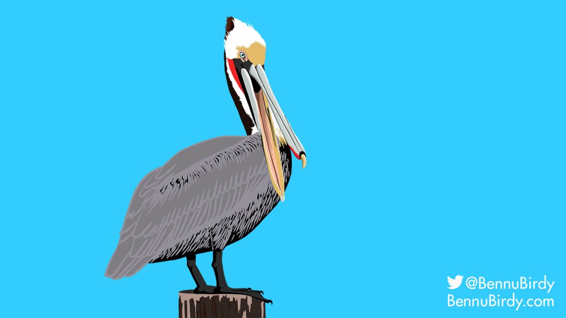 brown_pelican