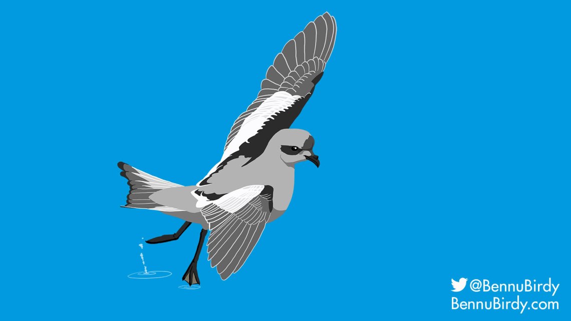 fork_tailed_storm_petrel