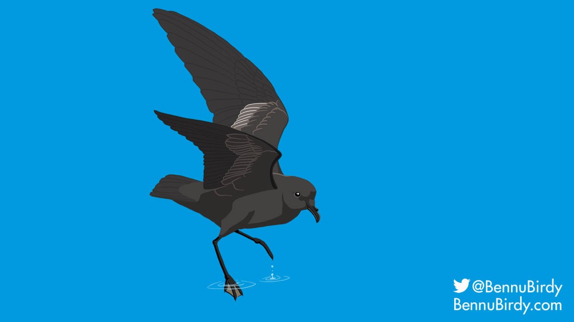 least_storm_petrel
