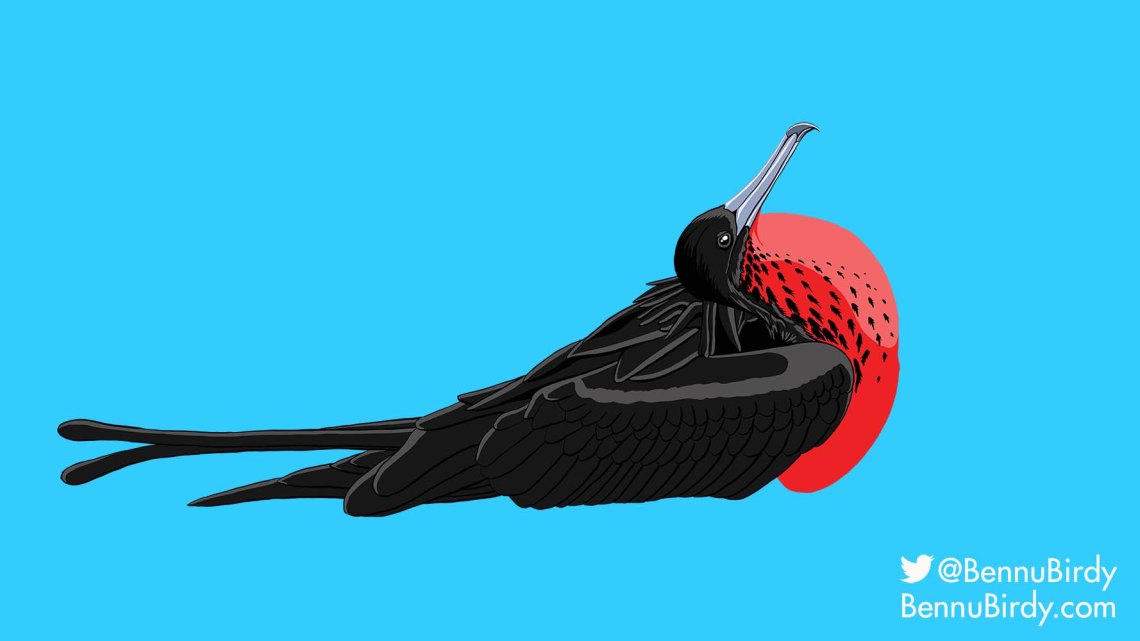 magnificent_frigatebird