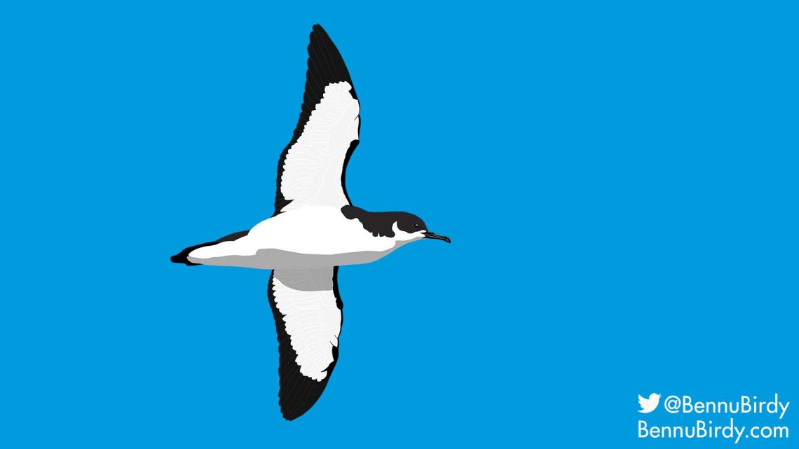 manx_shearwater