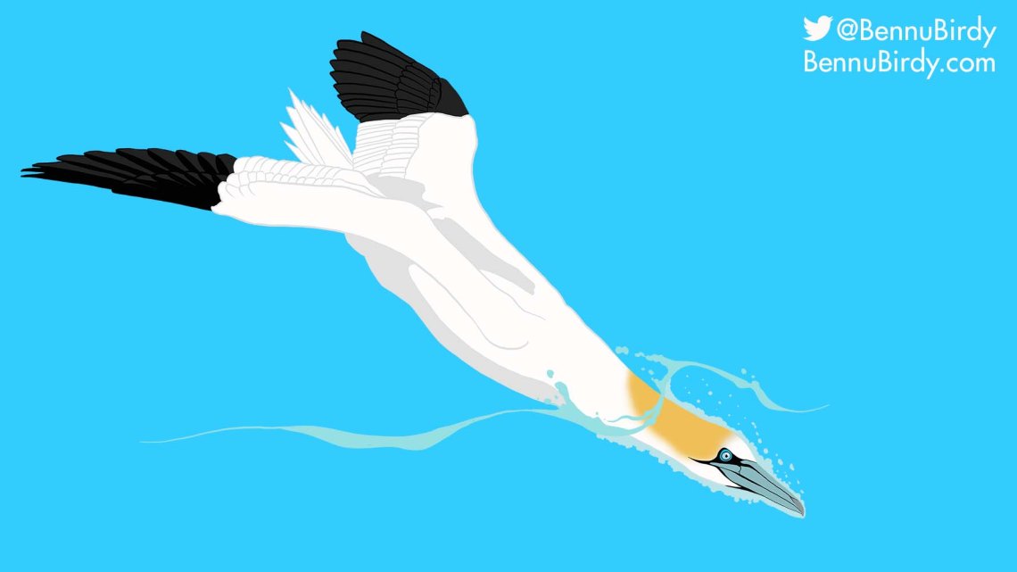 northern_gannet