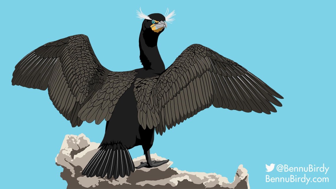 double_crested_cormorant