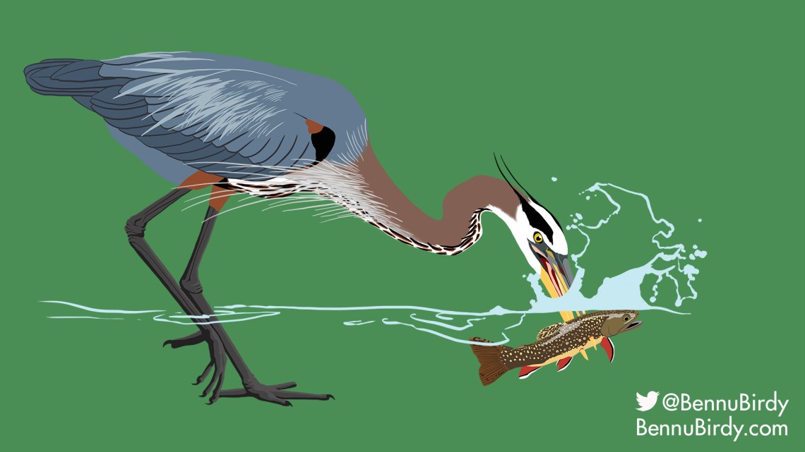 great_blue_heron