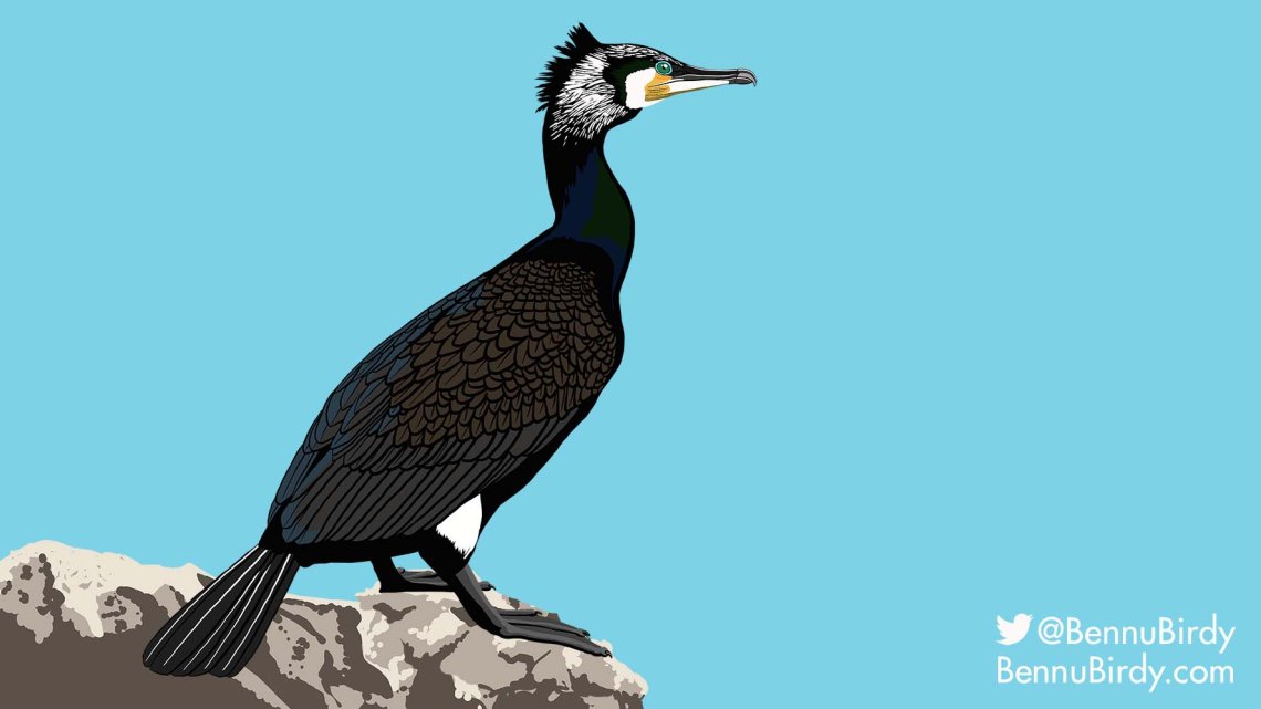 great_cormorant