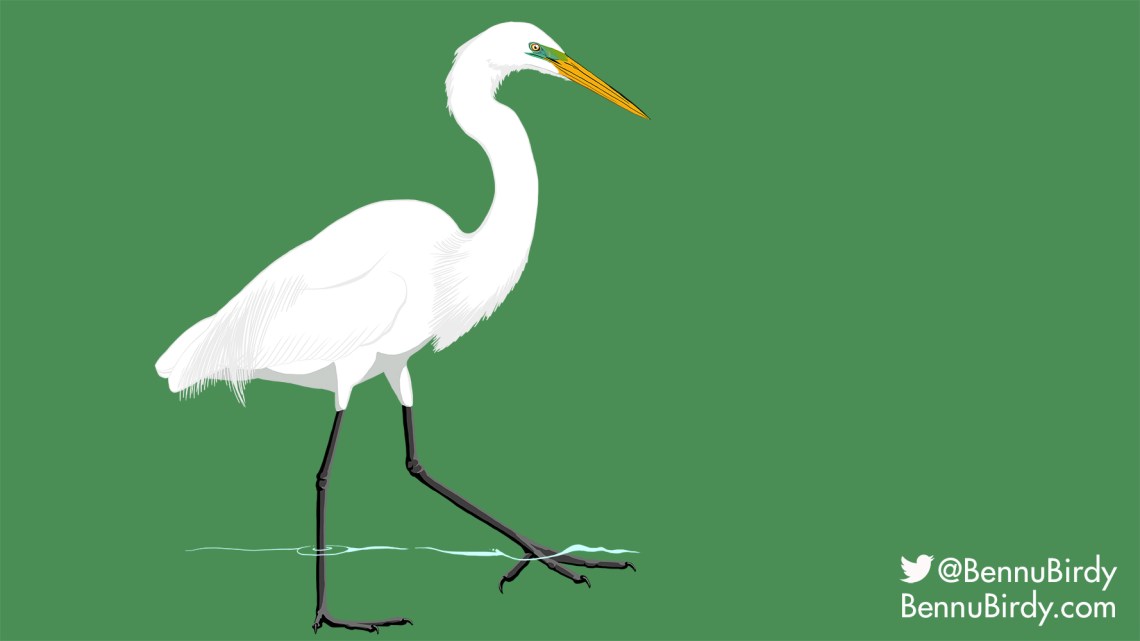great_egret
