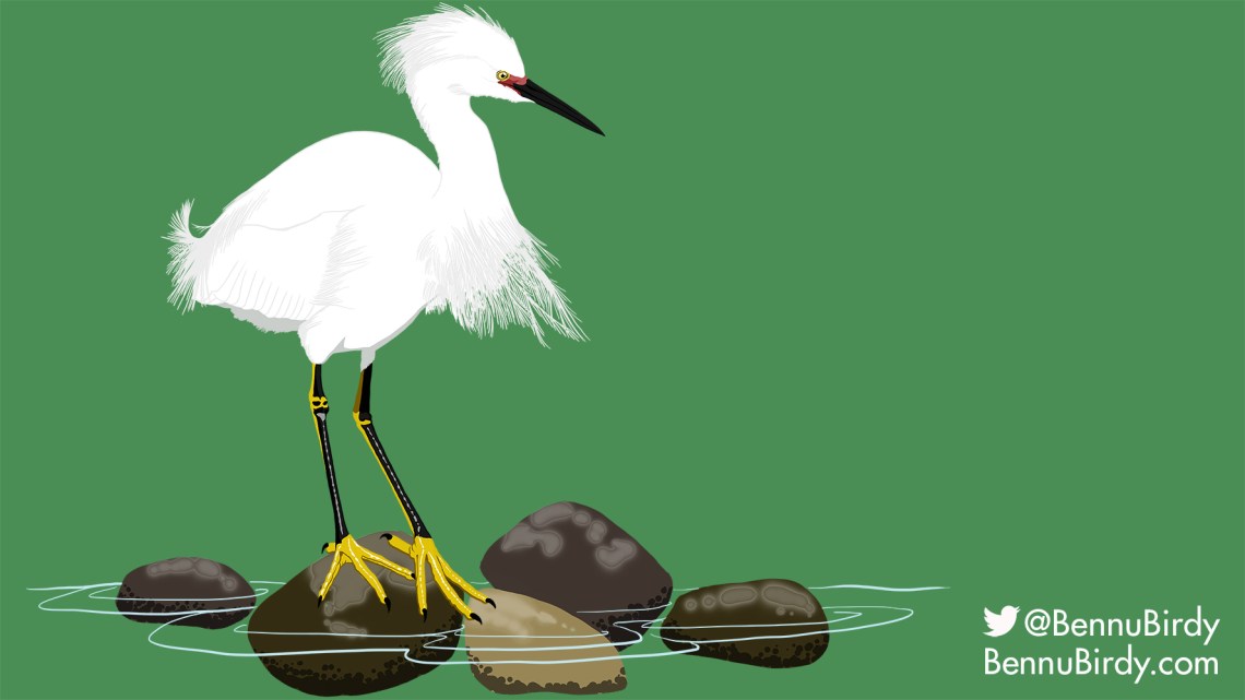 snowy_egret