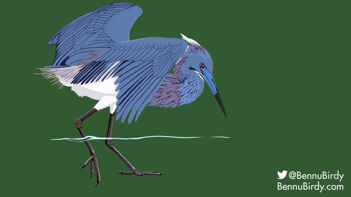 tricolored_heron