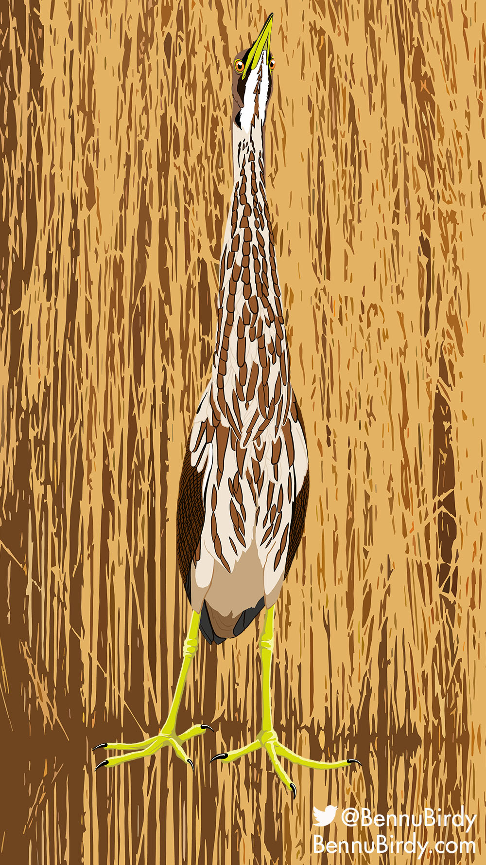 american_bittern