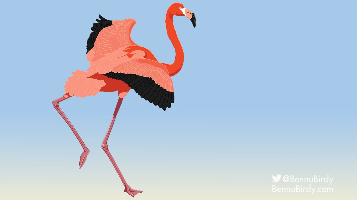 american_flamingo