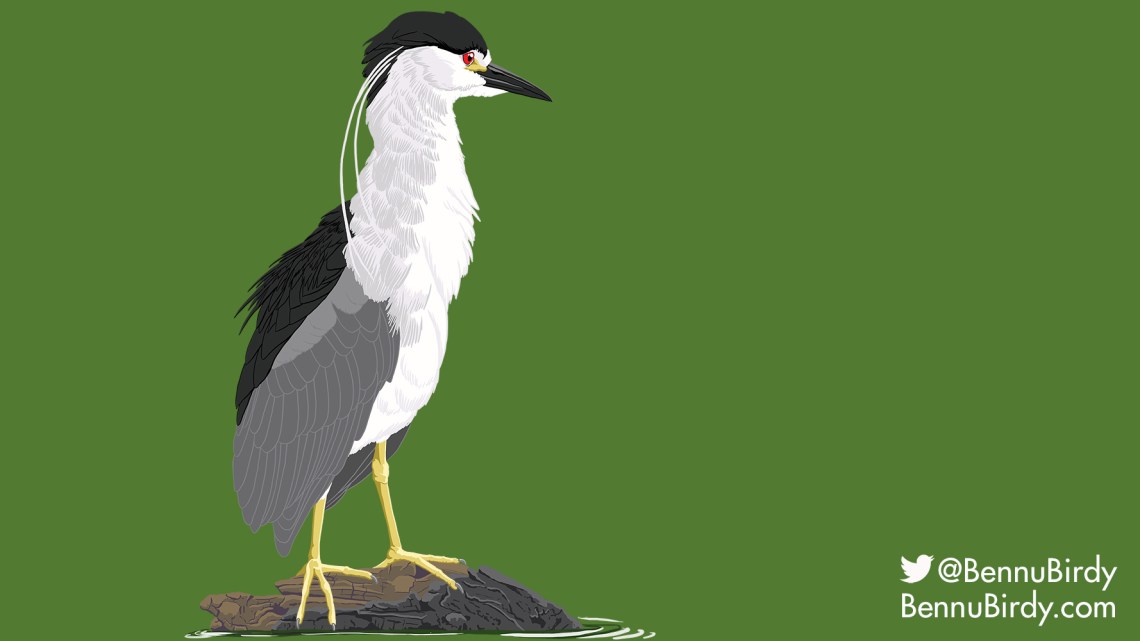 black_crowned_night_heron