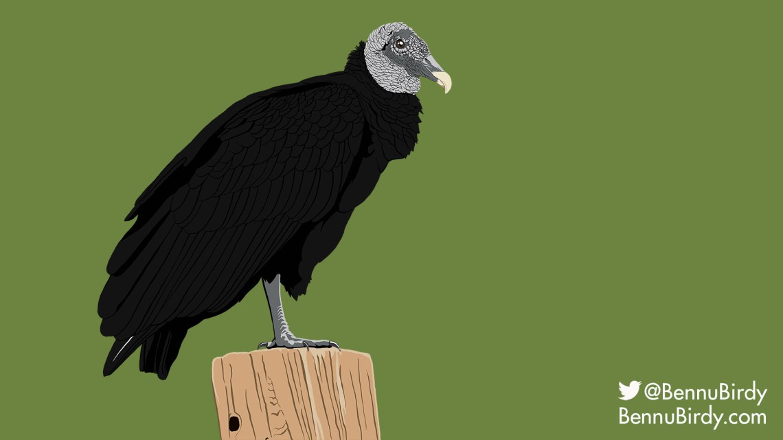 black_vulture
