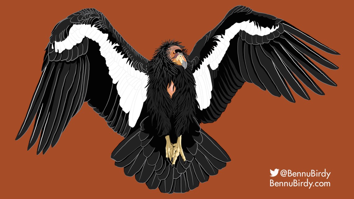 california_condor_flight