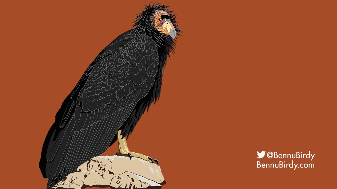 california_condor_perch.jpg