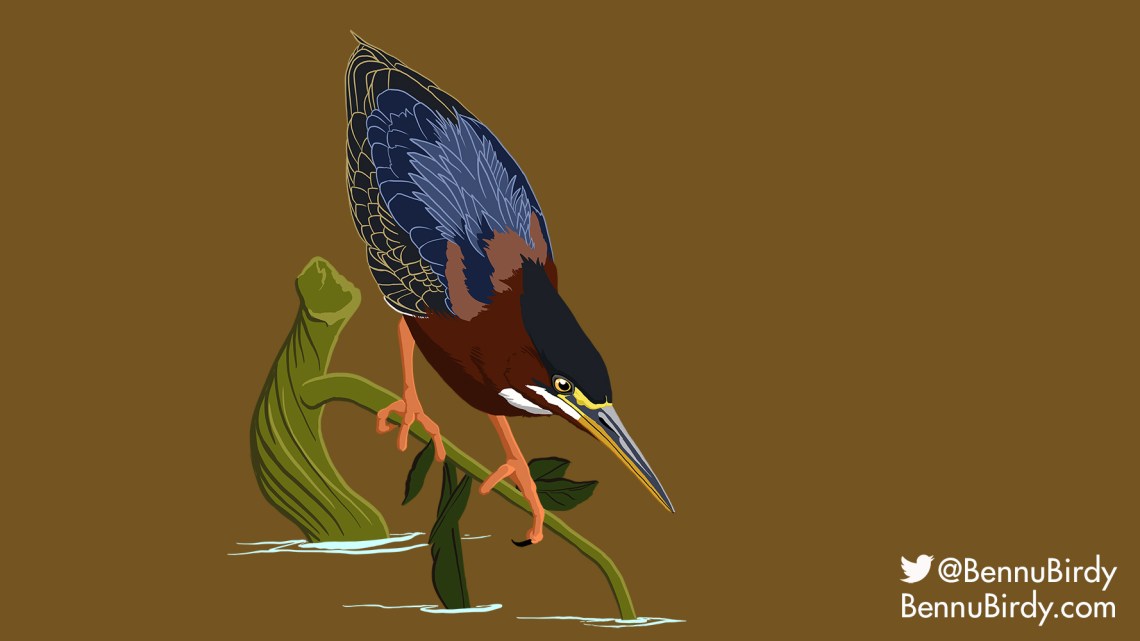 green_heron