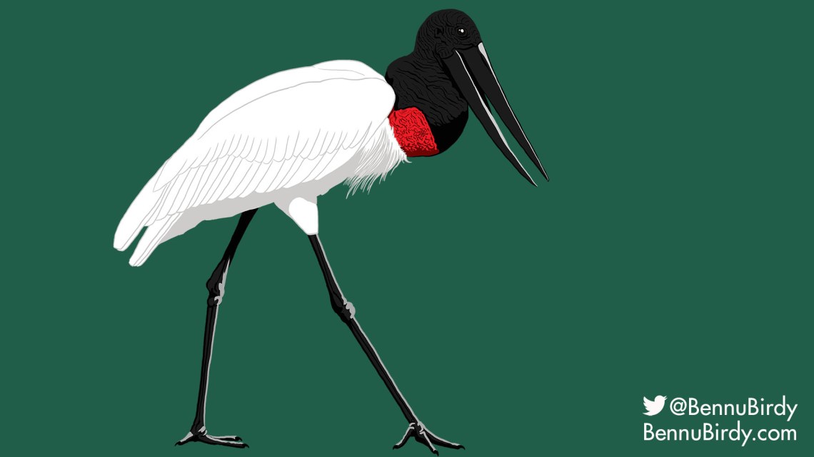 jabiru.jpg