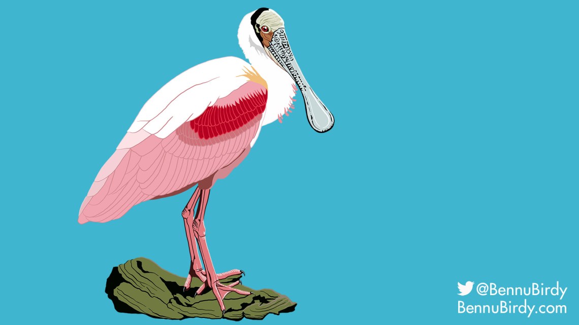 roseatte_spoonbill