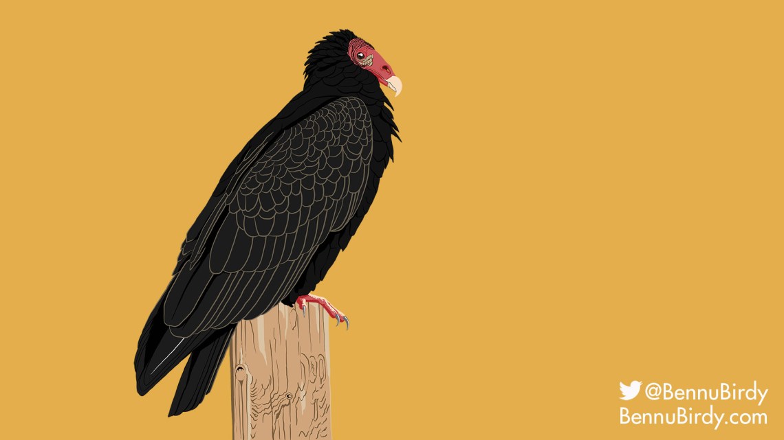 turkey_vulture