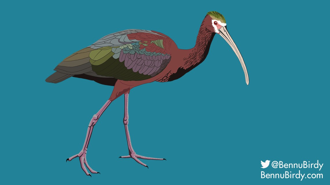 white_faced_ibis