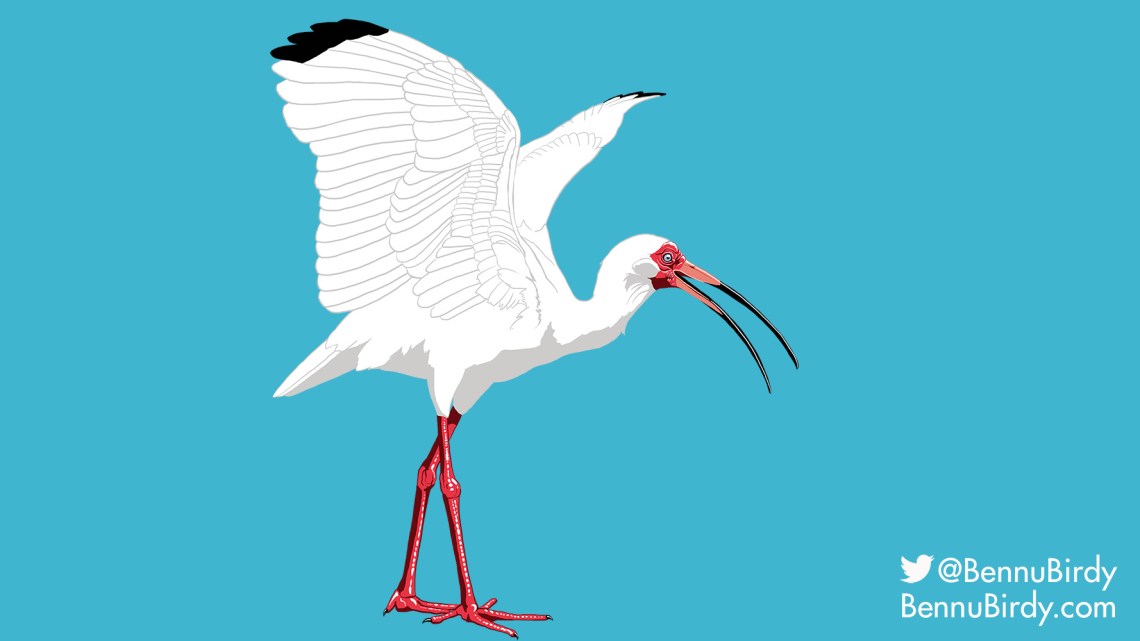 white_ibis