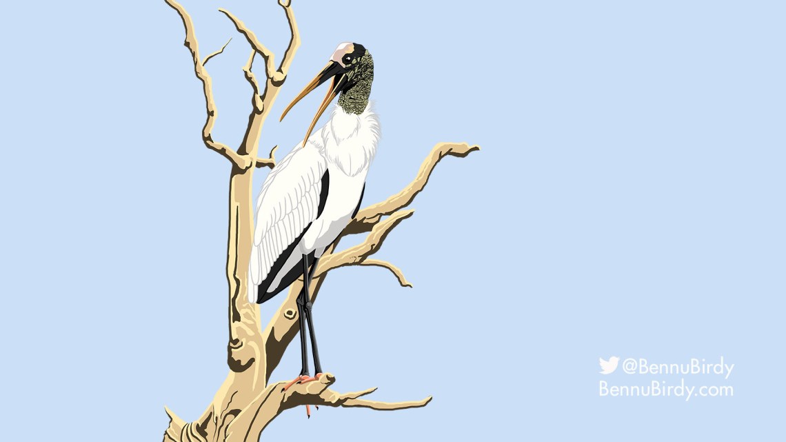 wood_stork.jpg
