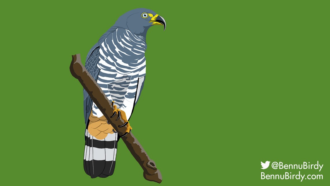 hook_billed_kite
