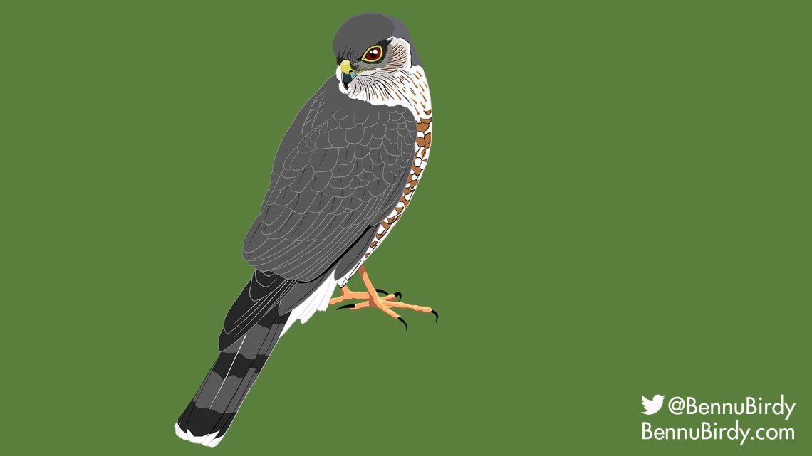 sharp_shinned_hawk
