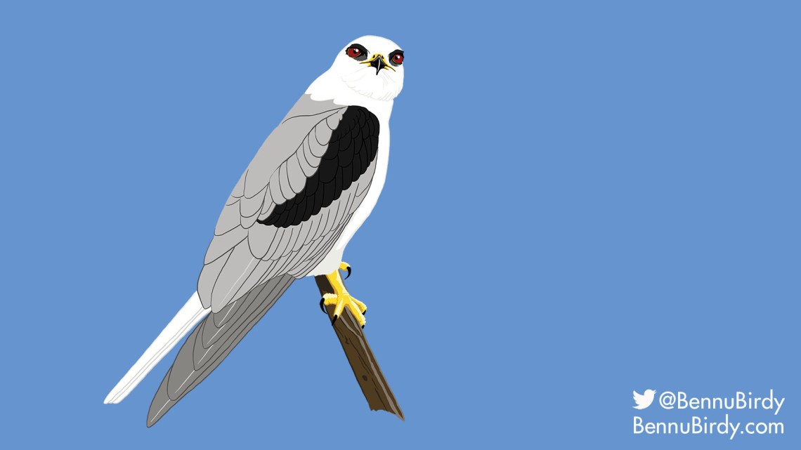 white_tailed_kite