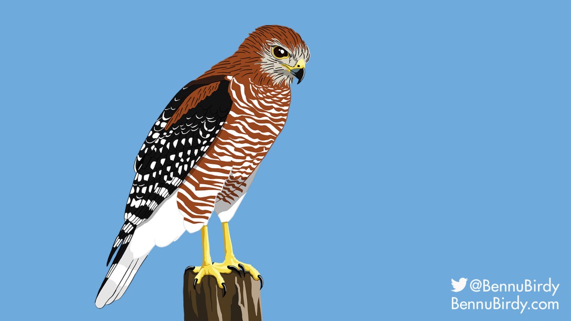 red_shouldered_hawk