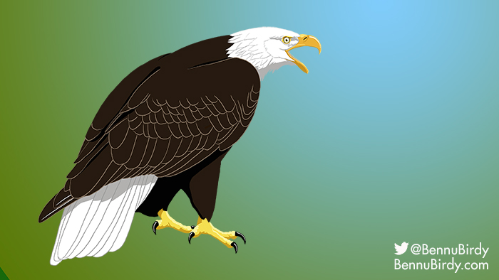 bald_eagle