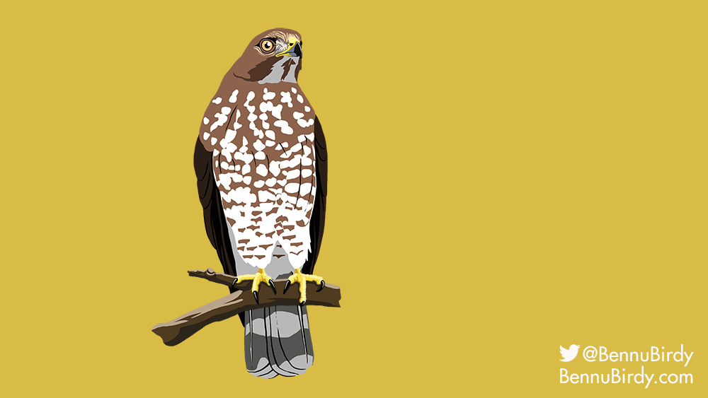 broad_winged_hawk