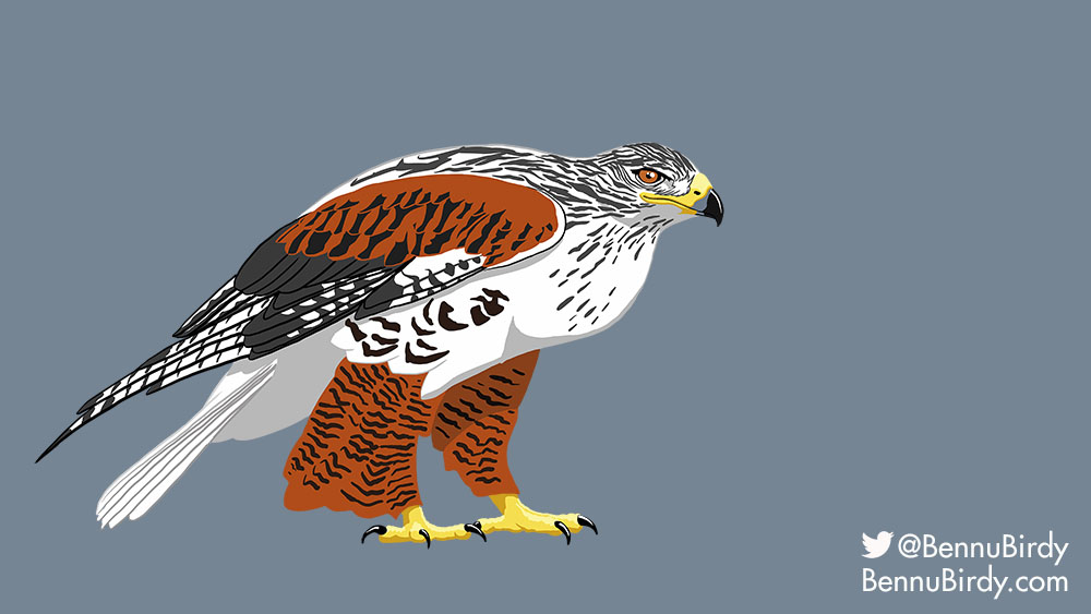 ferruginous_hawk